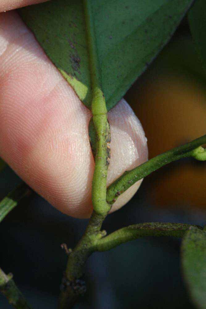              Petiole (Winter Haven, FL)       